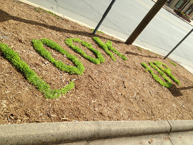 Graffiti Gardening