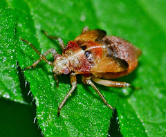 Nymph only about 3 or 4mm