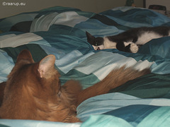 Snow White and Rags - in the big bed, 2
