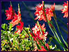 Glowing Petals.