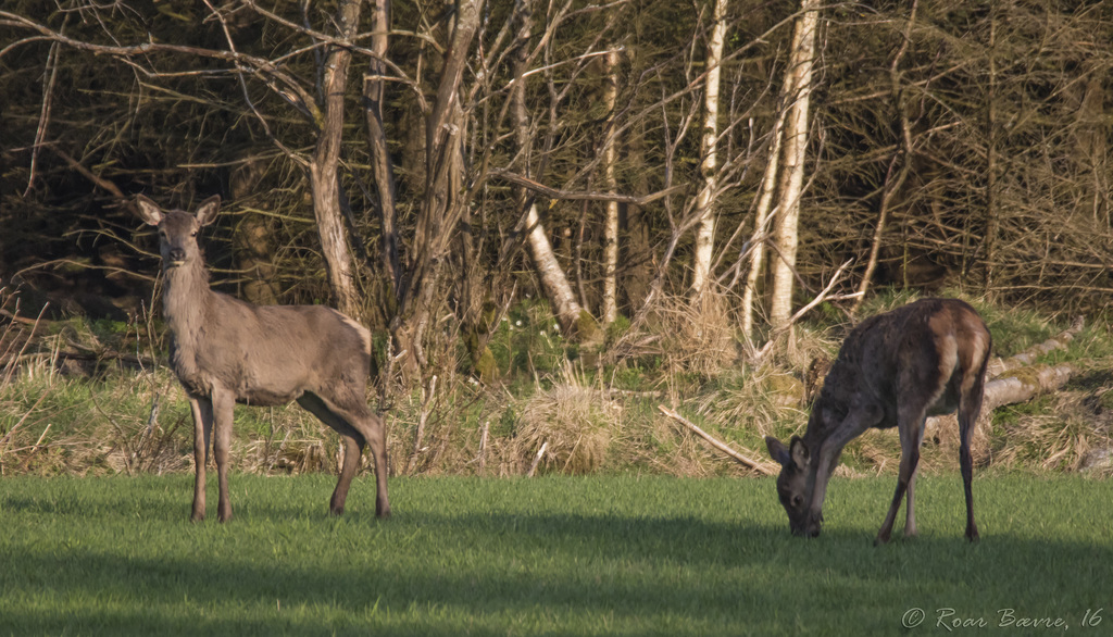 Red deer