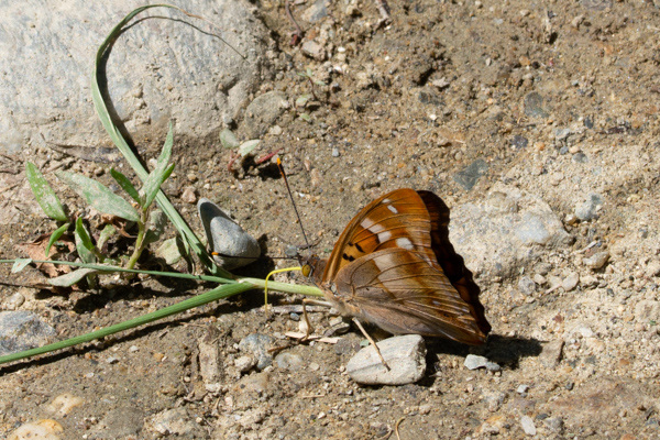 Lesser Purple Emperor-DSA 6857