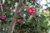 Camellia