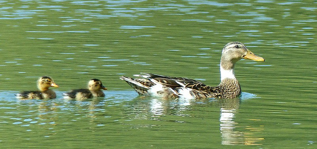 maman cane et ses petits