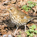 Thrush