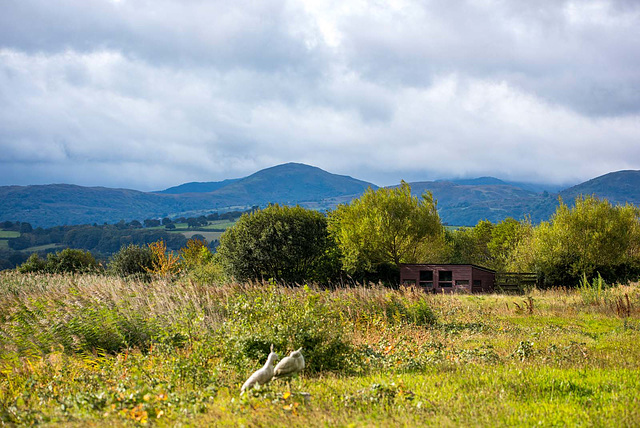 A hide at RSPB Conway