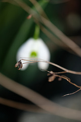 DSCF2730