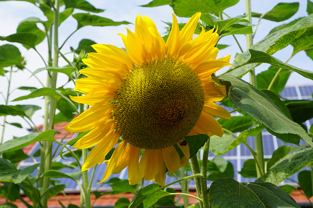 Sonnenblume in Bökendorf