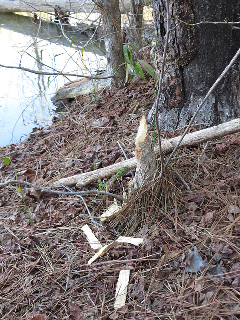 Proof there are beavers in the pond now