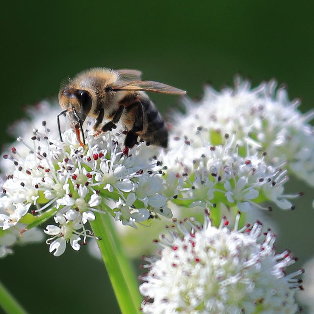 EOS 90D Peter Harriman 09 23 14 80532 bee dpp