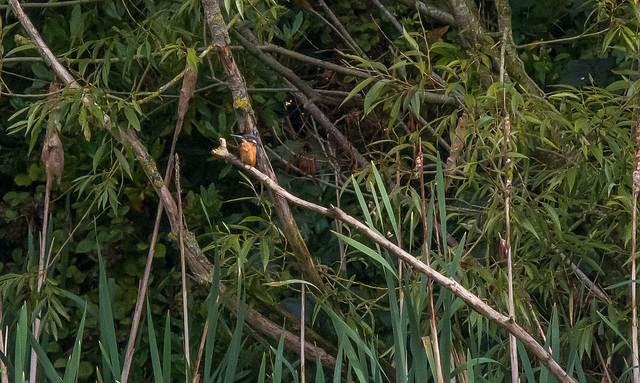 Kingfisher