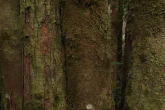 Mossy trunks - Nelson Falls