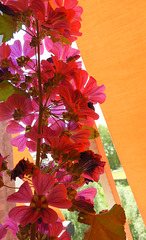 High Flowering  Malva