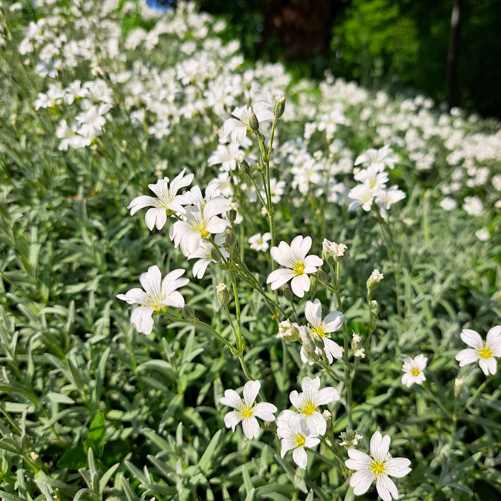 Filziges Hornkraut (Cerastium tomentosum)