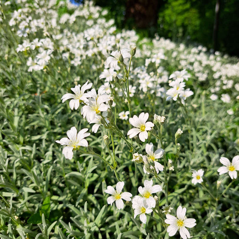 Filziges Hornkraut (Cerastium tomentosum)