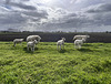 On a dike in the polder.