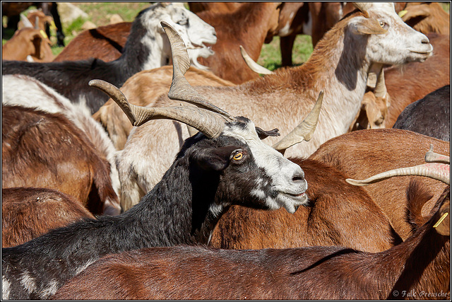 In der Ziegenfarm