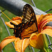 Eastern Tiger Swallowtail (Papilio glaucus)(f) ~ on a Day Lily