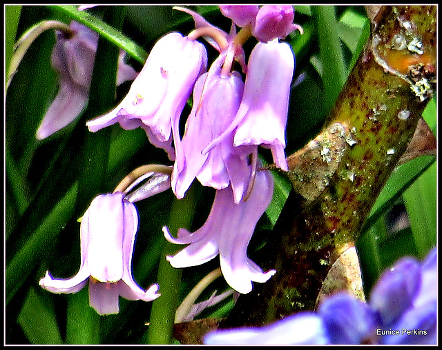 Pink Bluebells.