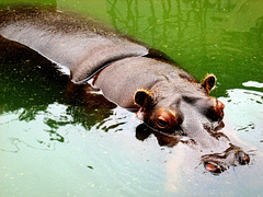 Hippo