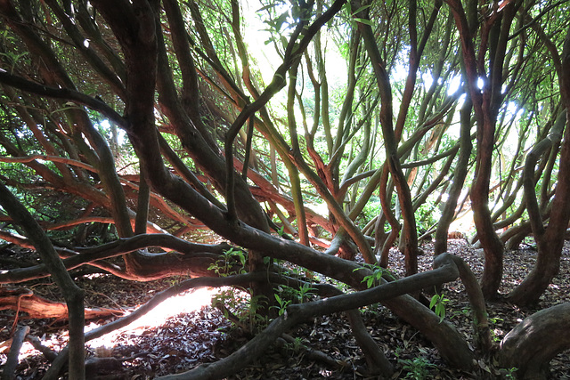 heligan (33)