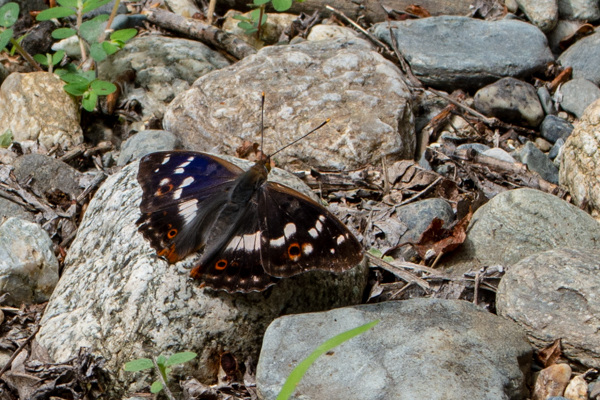 Lesser Purple Emperor-DSA 6906