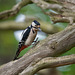 Great spotted woodpecker