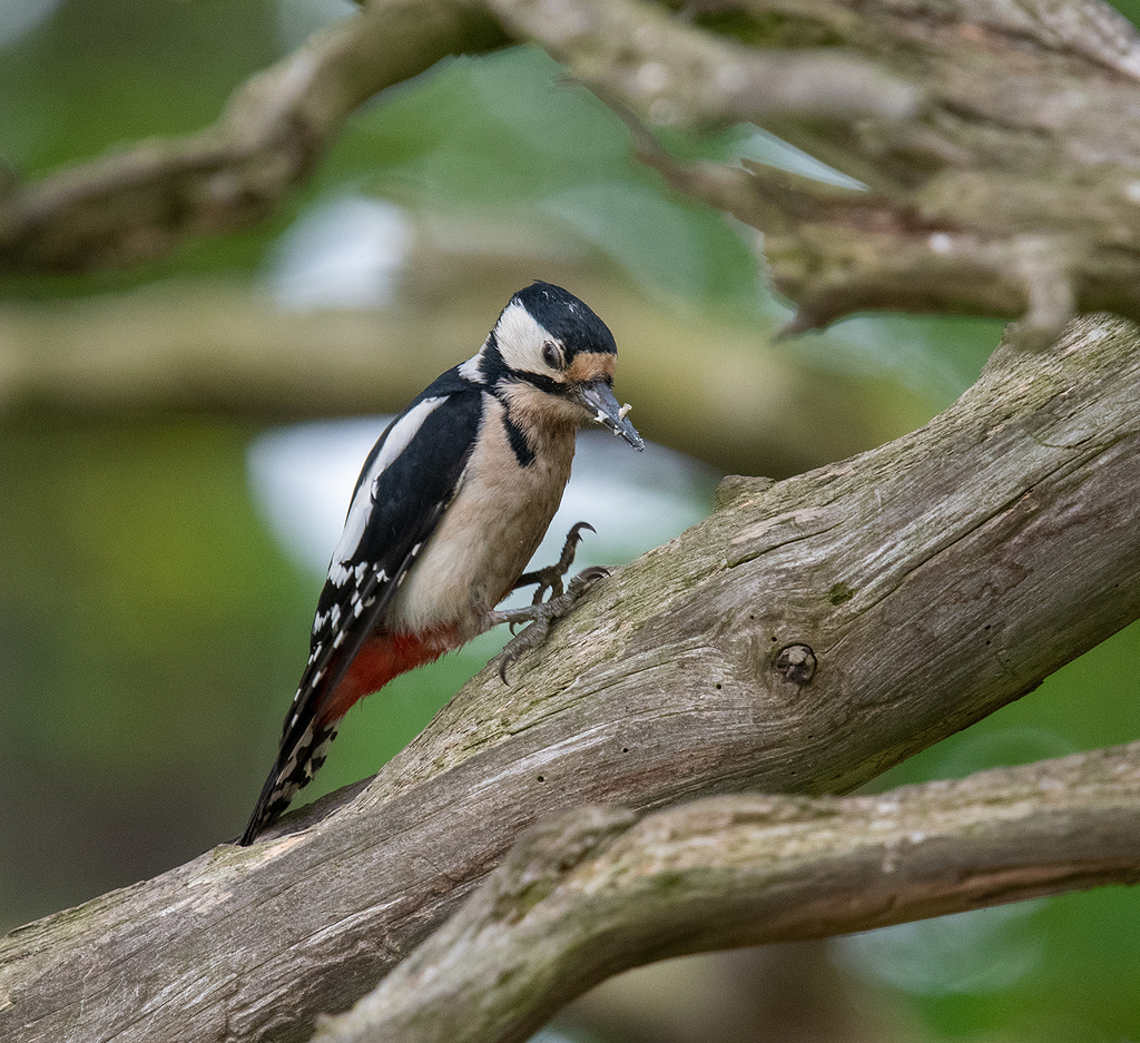 Great spotted woodpecker
