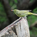 Day 6, Orange-crowned Warbler