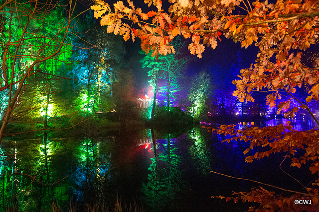 The Enchanted Forest, Faskally, 2nd Nov 2019