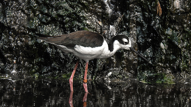 20190901 5587CPw [D~VR] Stelzenläufer, Vogelpark Marlow