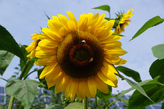 Sonnenblume in Bökendorf II