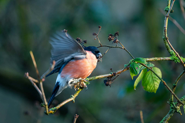 Bullfinch