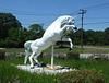 Horse at Casa Basso, July 2011