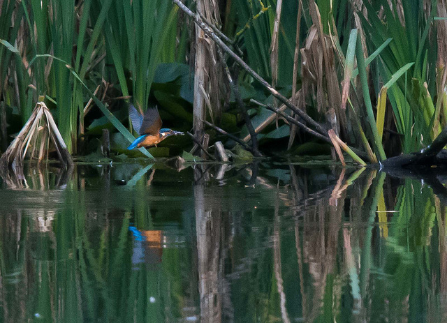 Kingfisher