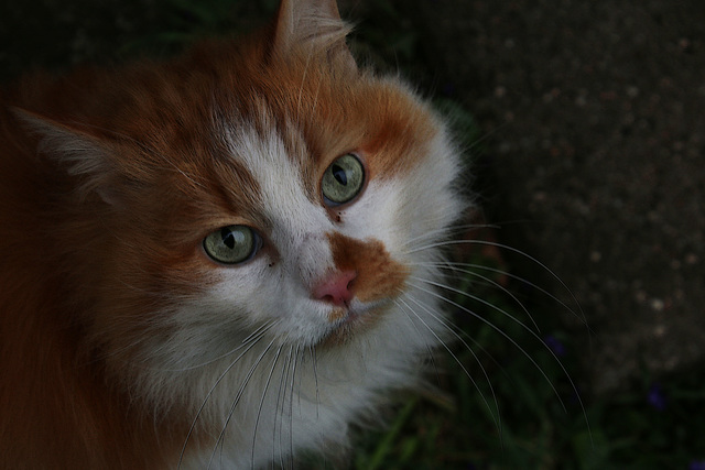 Je le nourris tous les soirs mais ce n'est pas mon chat , la preuve je ne connais pas son nom et lui le mien .