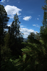 Woods near Nelson Falls