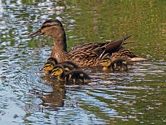 Duck and ducklings at Erddig 2