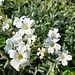 Filziges Hornkraut (Cerastium tomentosum)