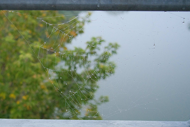 O what a tangled web 2