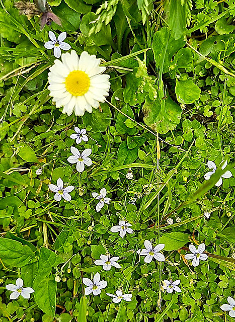 In the lawn. In the lawn.