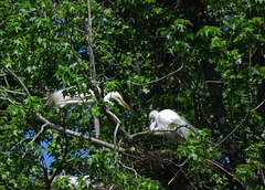 Egrets at a Rookery