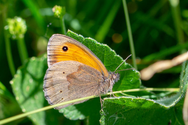 Meadow Brown-DSA 6784