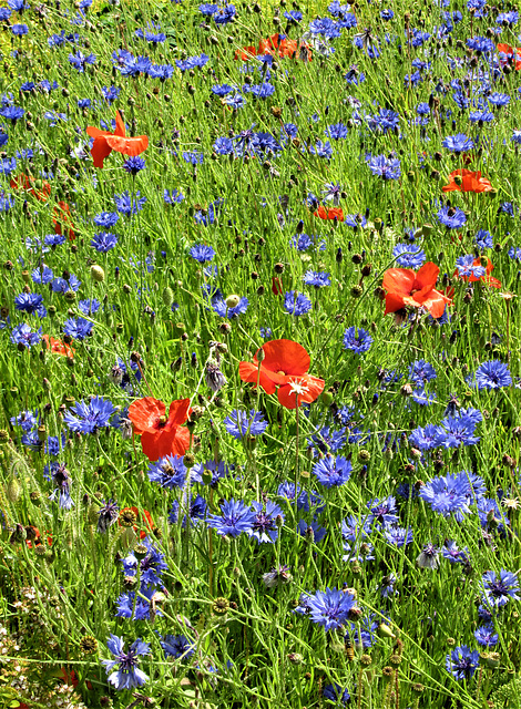 Wild flower garden...