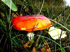 Amanita Muscaria