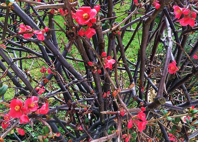 Cognassier enfin en fleur