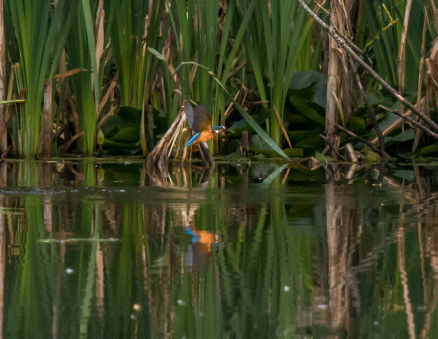 Kingfisher