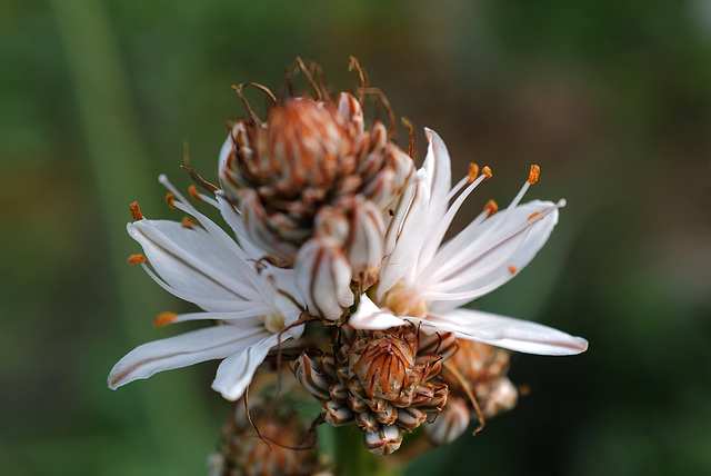 Asphodelus ramosus, Gamão, Penedos