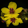 Die Schwarze Königskerze (Verbascum nigrum) leuchtet in Gelb :))  The black mullein (Verbascum nigrum) glows in yellow :))  La molène noire (Verbascum nigrum) brille en jaune :))