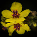 Die Schwarze Königskerze (Verbascum nigrum) leuchtet in Gelb :))  The black mullein (Verbascum nigrum) glows in yellow :))  La molène noire (Verbascum nigrum) brille en jaune :))